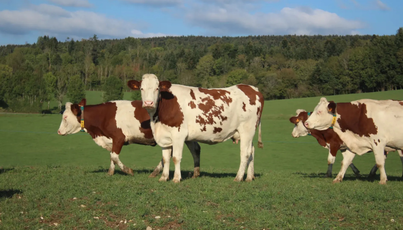 Les Chalets des Chemins Verts : un hébergement à la ferme avec visite des animaux dans le Jura